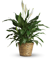 Simply Elegant Peace Lily Large from Designs by Dennis, florist in Kingfisher, OK